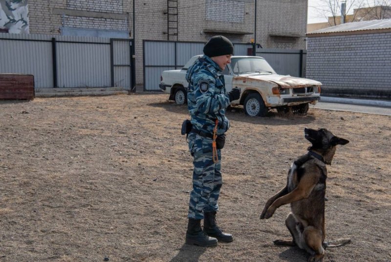 Полицейские-кинологи продемонстрировали школьникам возможности служебных собак